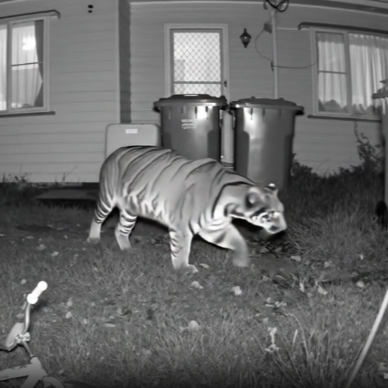 Security Camera Emulating: Tigers in Yard 